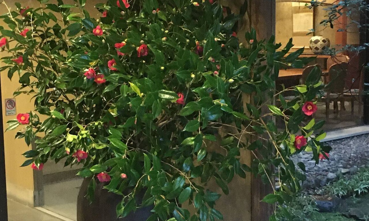 Akamatsumachi Hotel | Akebono