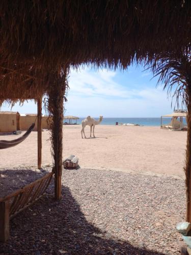 Dahab Resort | AL JASMINE Camp