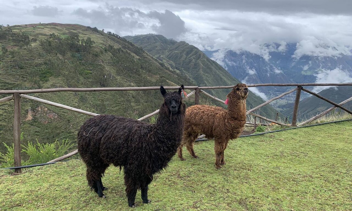 Chinchero Cabin | Alpaca Lodge