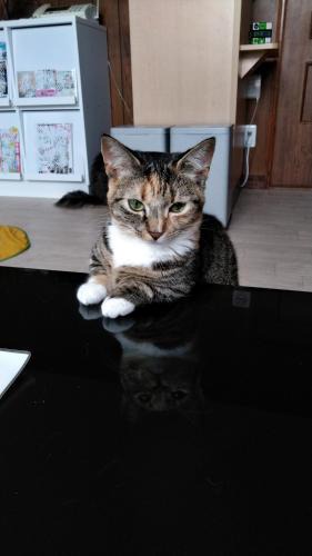 Otaru House | Cat Cafe & Stay Cultus's Home