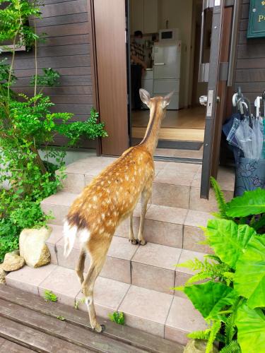 Nara Hostel | Deer hostel