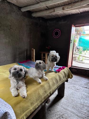 Cuispes Bed & Breakfast | El hada de Yumbilla