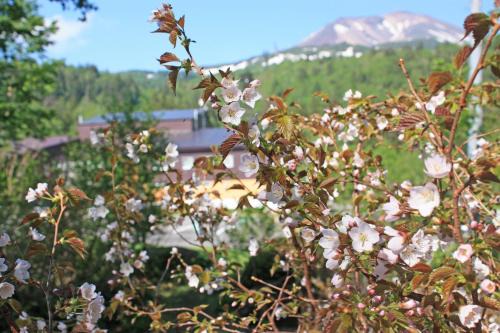Asahidake Onsen Hotel | Higashikawa Asahidake Onsen Hotel Bear Monte