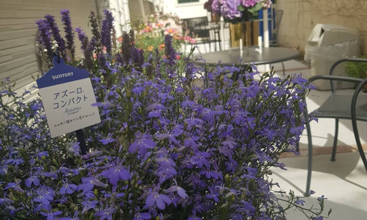 Hyakunincho Hotel | Hotel Blue Empire in Shinjuku