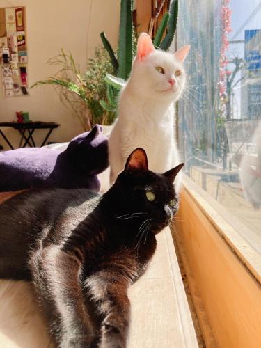 Abeno Hostel | Mad Cat Hostel Osaka & Bar