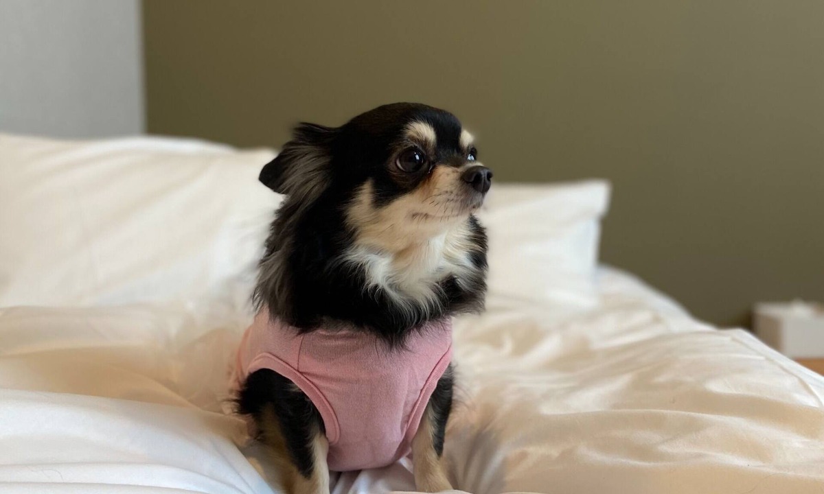 Kitahorie Hotel | Private room Dog friendly twin room Bath t/Osaka Ōsaka