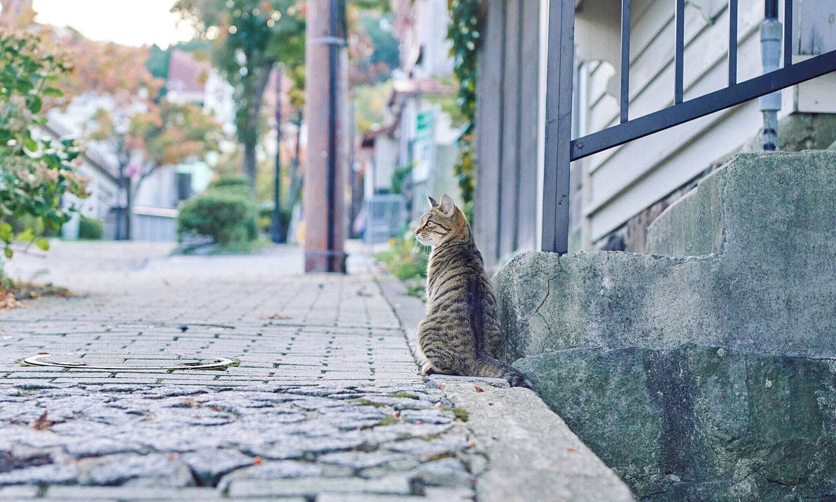 Motomachi Hostel | SMALL TOWN HOTEL Hakodate