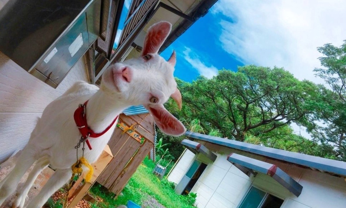 Anbo House | Yakushima Guesthouse Suginoko