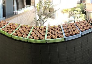 Nakagawa's Cozy House