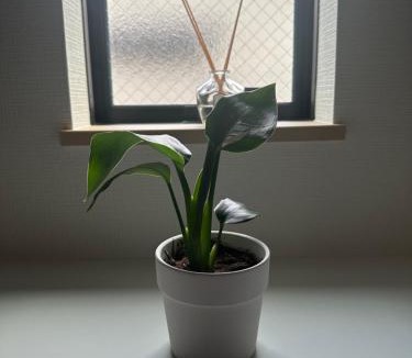 Warabi Apartment | 桜の旅