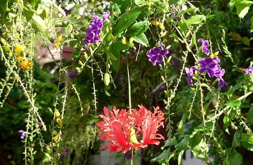 Okinawa House | 泉崎荘