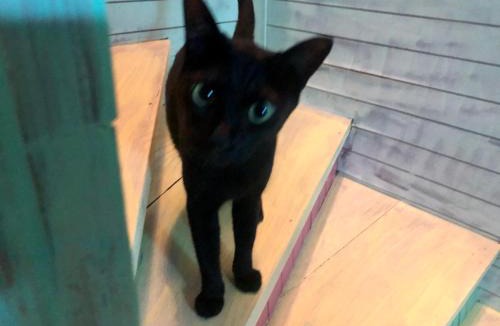 Nanseien House | 猫のいる宿Happy Island Miyako-CatFriendlyGuesthouse