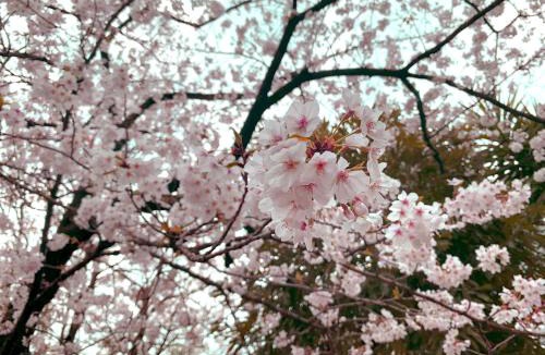 Ota Villa | 風花Fuka民泊大森本町