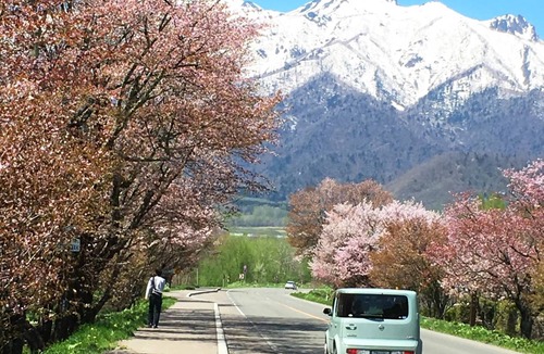Furano Hotel | 14 m² Hotel ∙ 1 bedroom ∙ 2 guests
