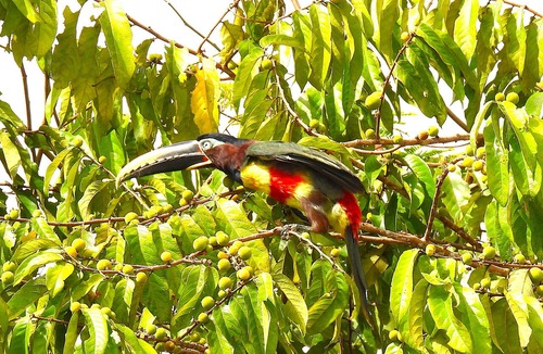 San Juan de Yanayacu Cabin | Amazon Jungle Expeditions Lodge