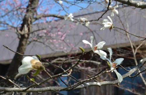Mashu Onsen Hotel | ARtINn 極寒藝術伝染装置