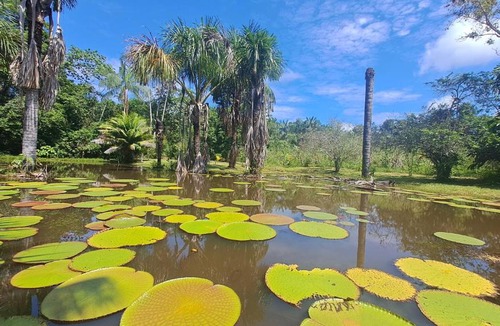 Indiana Hostel | Bromelia View Lodge