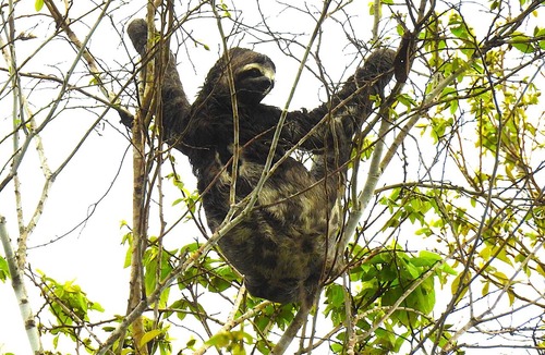 Yurimaguas House | Bungalow in the Peruvian Amazon, for daily expeditions (flora, fauna).
