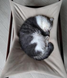 Otaru House | Cat Cafe & Stay Cultus's Home