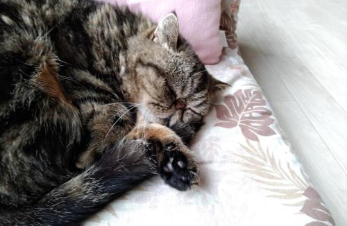 Otaru House | Cat Cafe & Stay Cultus's Home