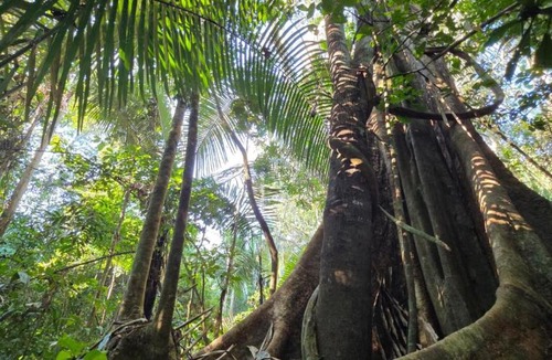 Tambopata Cabin | Don Jaime Amazon Lodge-Tambopata