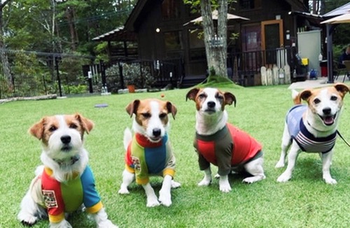 Tsumagoi House | Entire building available for rent pets allowed VILLA Mori no Wankororin/Agatsumagun Gunma