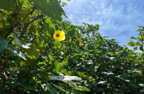 Miyara House | Guest House Suntoru