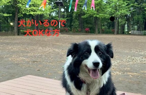 Setagaya House | Hanegi Park Dog Lover Home Stay - near Shimokitazawa, 10 min to Shibuya下北沢 渋谷至近 羽根木公園前の邸宅犬好きな方ホームステイ