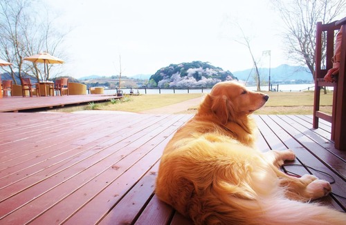 Kyotango Hotel | Lake Side Hotel & Restaurant Little White Flower