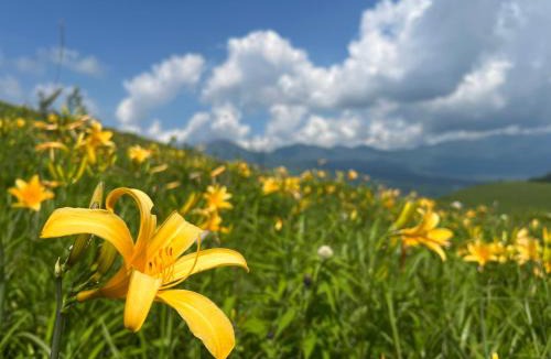 Tateshina Bed & Breakfast | Pension Wildflowers