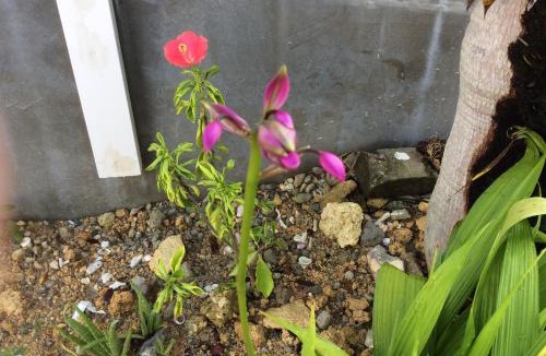 Okinawa House | Shimanchu Guest House Yuien