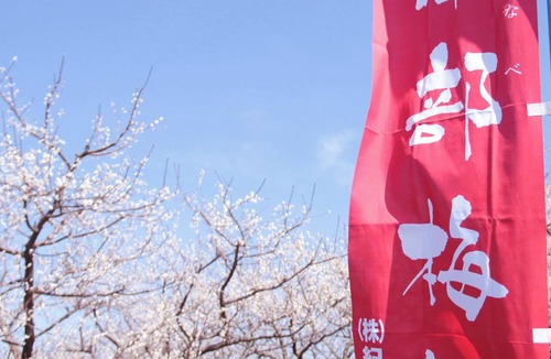 Minabe Hotel | Tsurunoyu Onsen
