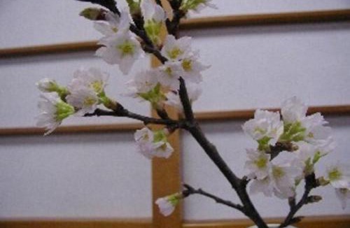 Sakata Hotel | Wakaba Ryokan/Vacation STAY 29362