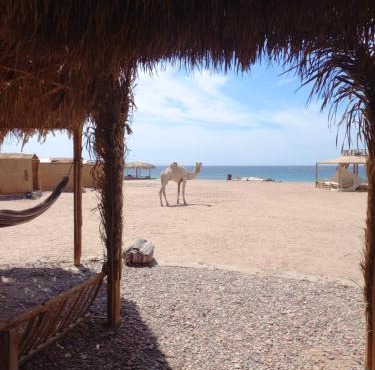 AL JASMINE Camp