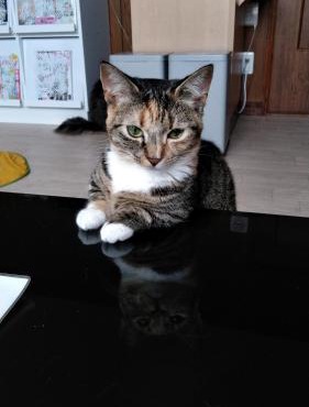 Cat Cafe & Stay Cultus's Home