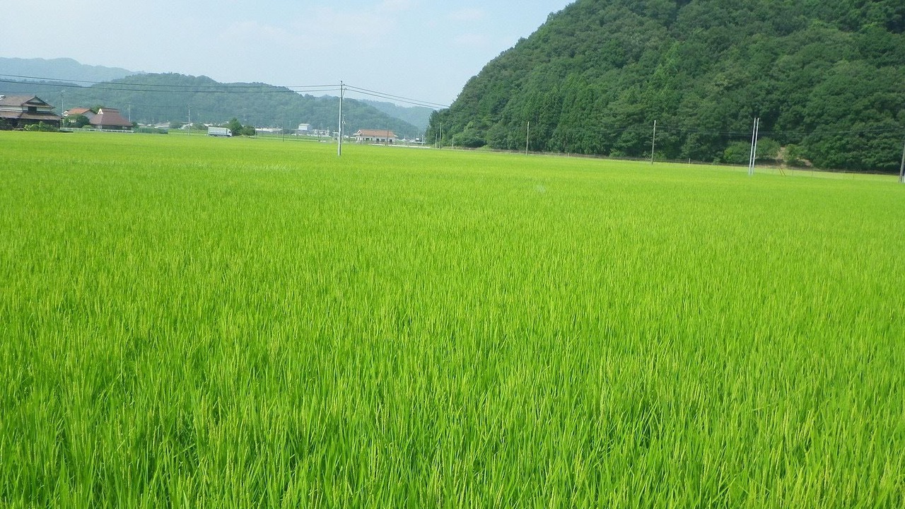 Photo of Others in Akitakata