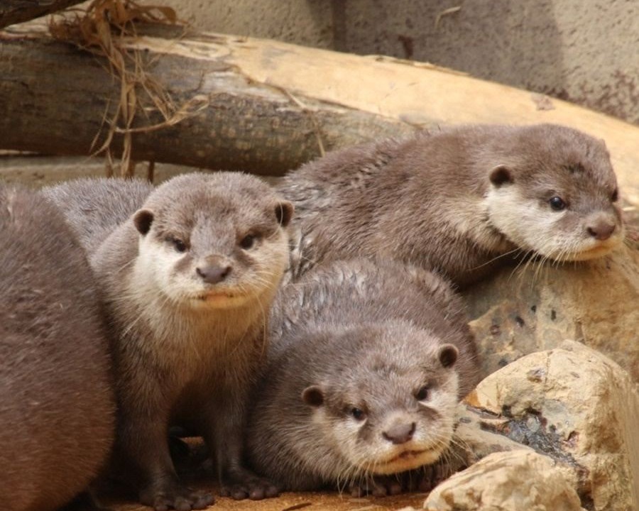 Photo of Others in Higashimatsuyama