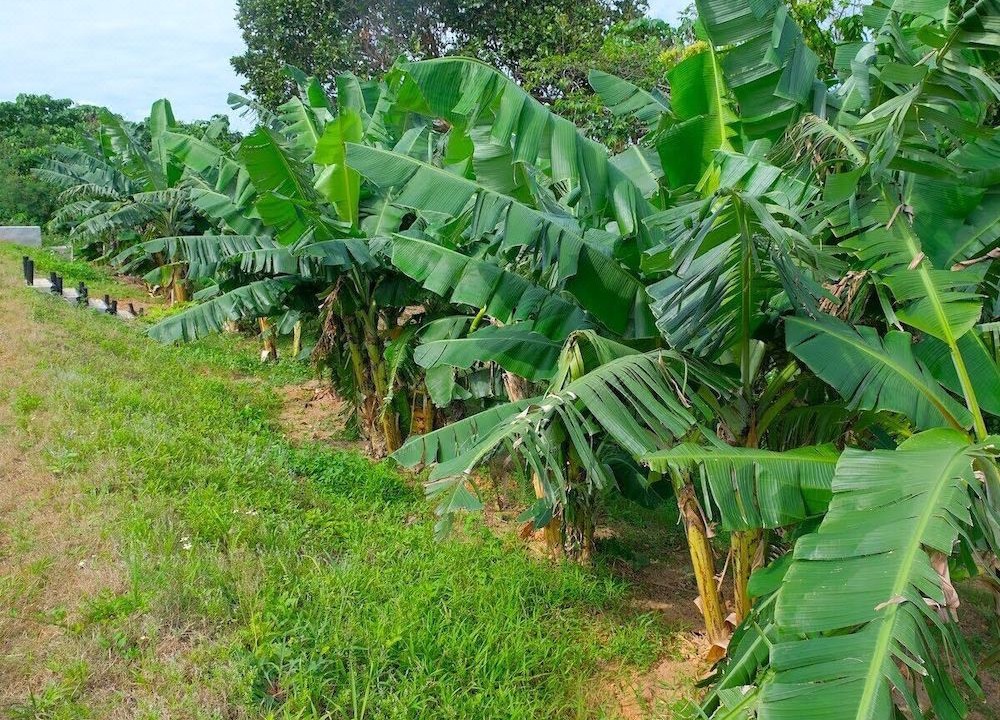 Photo of Others in Kabira