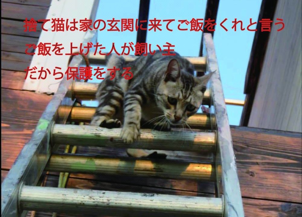 Photo of Others in Gushiken