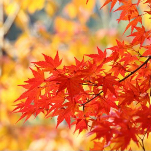 Photo of Outdoor in Sawara