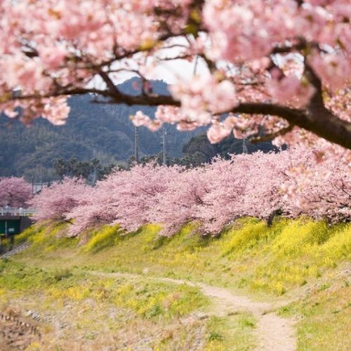 Photo of Others in Kawazu