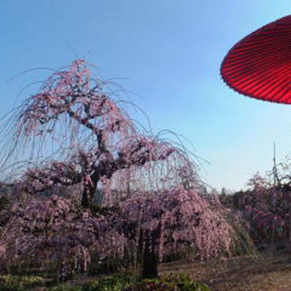 Photo of Outdoor in Nishi Ward