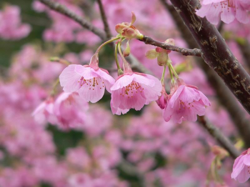 Photo of Others in Kawazu