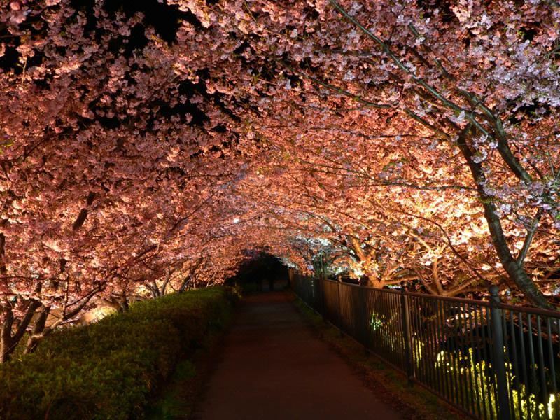 Photo of Others in Kawazu