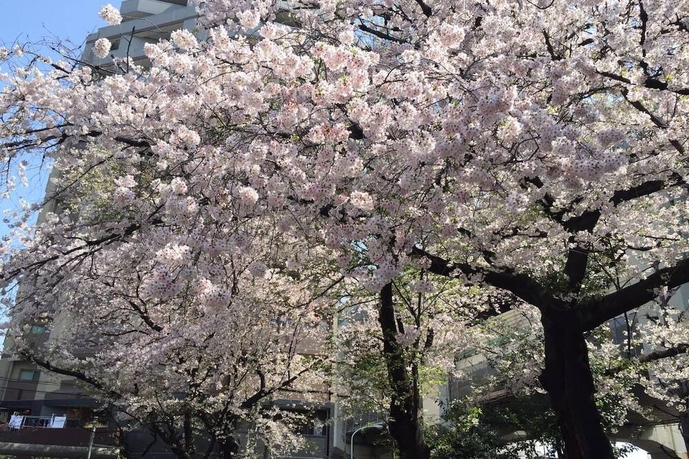 Photo of Others in Itabashi