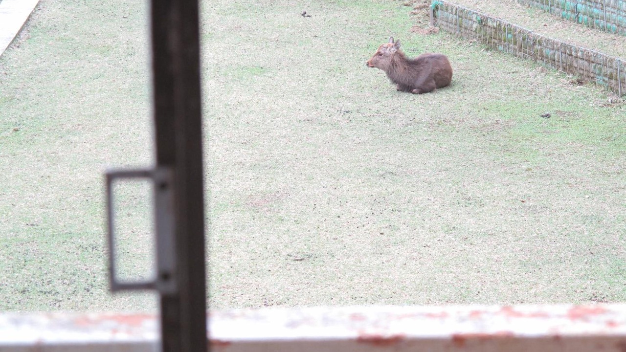 Photo of Outdoor in Nara