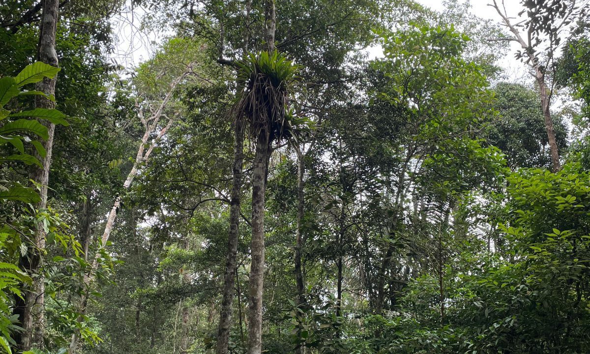 Photo of Outdoor in San Antonio de Cumbaza