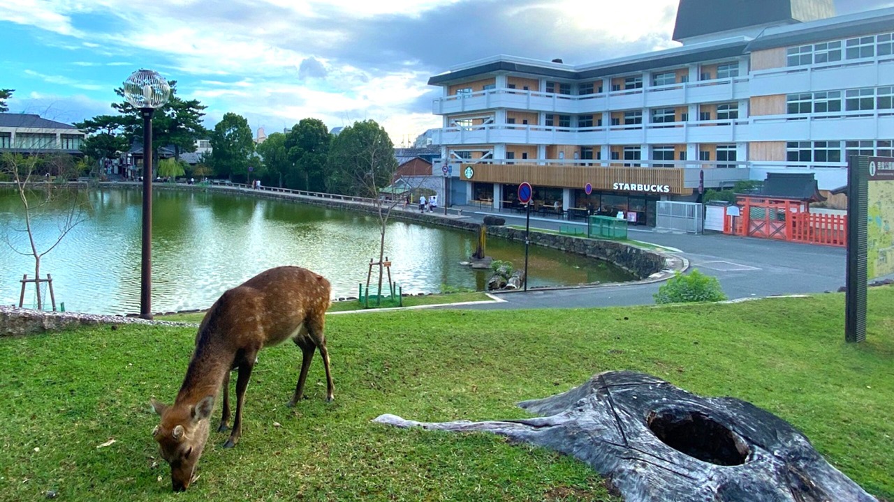 Photo of Outdoor in Nara