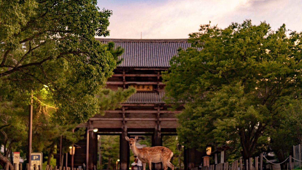 Photo of Others in Nara