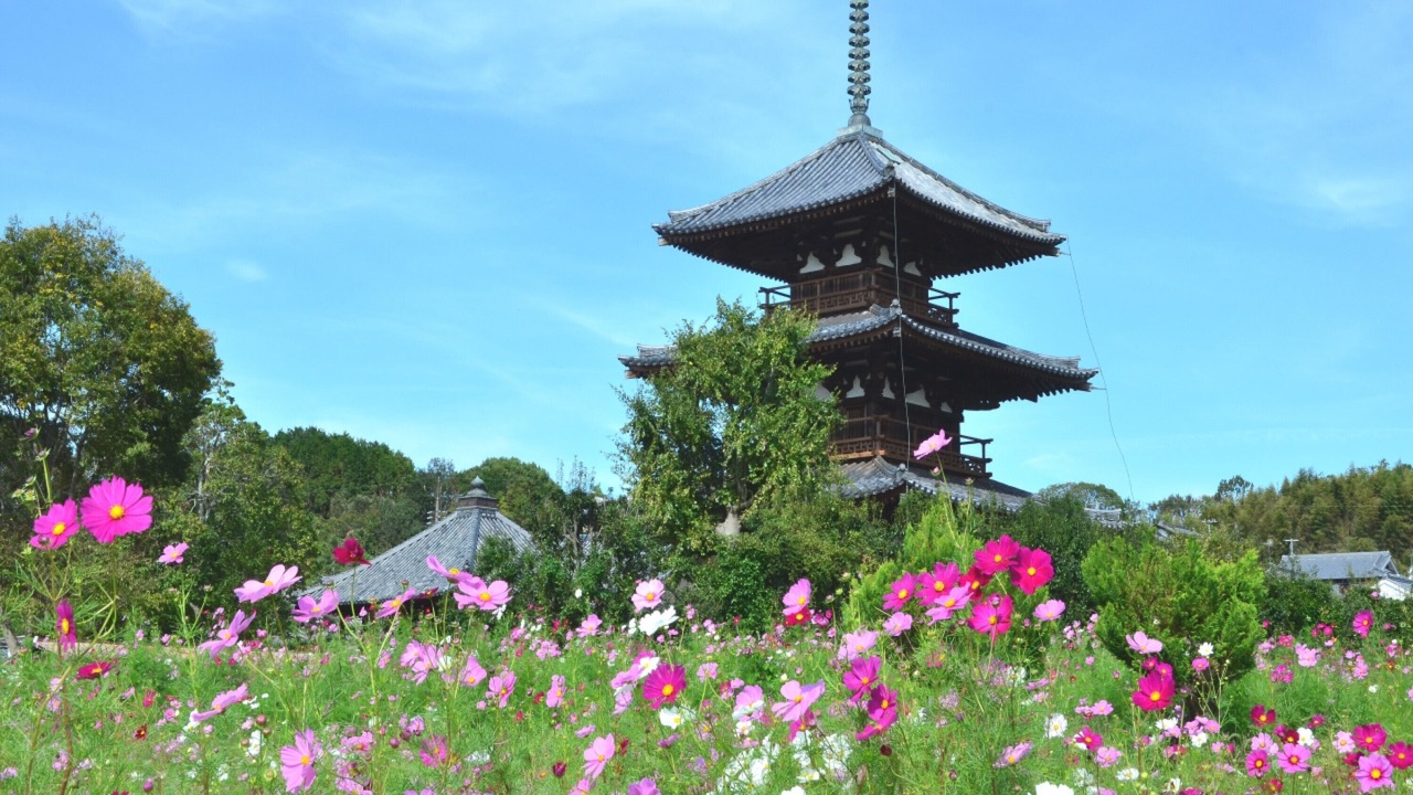 Photo of Others in Nara